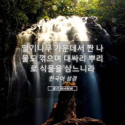 Picture 05 - 욥기 30:4 KOR - 떨기나무 가운데서 짠 나물도 꺾으며 - Bible Verse Picture
