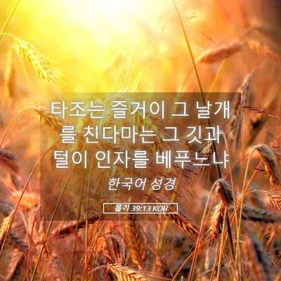 Picture 05 - 욥기 39:13 KOR - 타조는 즐거이 그 날개를 친다마는 - Bible Verse Picture