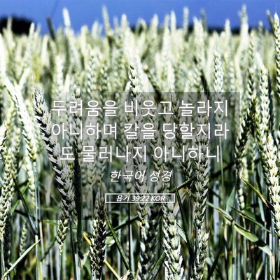 Picture 05 - 욥기 39:22 KOR - 두려움을 비웃고 놀라지 아니하며 - Bible Verse Picture