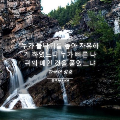 Picture 05 - 욥기 39:5 KOR - 누가 들나귀를 놓아 자유하게 - Bible Verse Picture