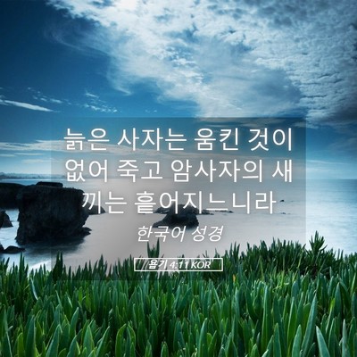 Picture 05 - 욥기 4:11 KOR - 늙은 사자는 움킨 것이 없어 죽고 - Bible Verse Picture