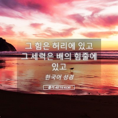 Picture 05 - 욥기 40:16 KOR - 그 힘은 허리에 있고 그 세력은 배의 - Bible Verse Picture