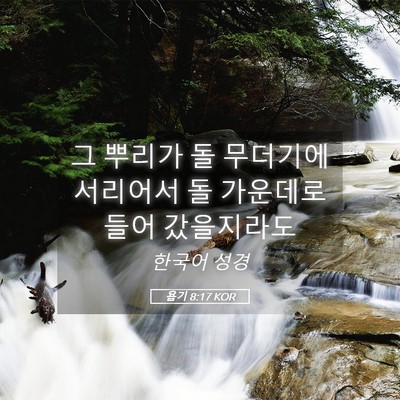 Picture 05 - 욥기 8:17 KOR - 그 뿌리가 돌 무더기에 서리어서 돌 - Bible Verse Picture