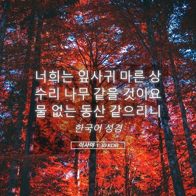 Picture 05 - 이사야 1:30 KOR - 너희는 잎사귀 마른 상수리 나무 - Bible Verse Picture