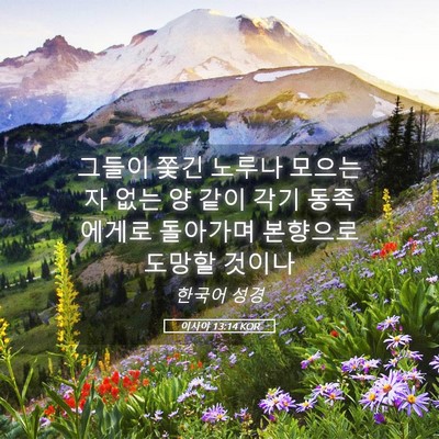 Picture 05 - 이사야 13:14 KOR - 그들이 쫓긴 노루나 모으는 자 없는 - Bible Verse Picture