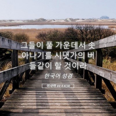 Picture 05 - 이사야 44:4 KOR - 그들이 풀 가운데서 솟아나기를 - Bible Verse Picture