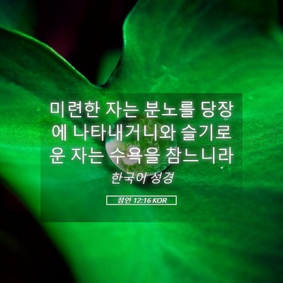 Picture 05 - 잠언 12:16 KOR - 미련한 자는 분노를 당장에 - Bible Verse Picture