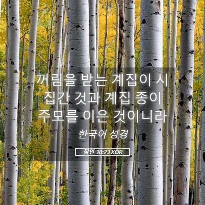 Picture 05 - 잠언 30:23 KOR - 꺼림을 받는 계집이 시집간 것과 - Bible Verse Picture