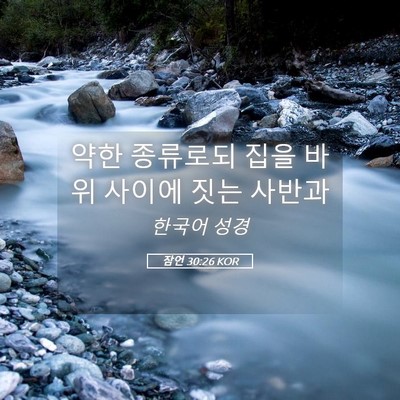 Picture 05 - 잠언 30:26 KOR - 약한 종류로되 집을 바위 사이에 - Bible Verse Picture
