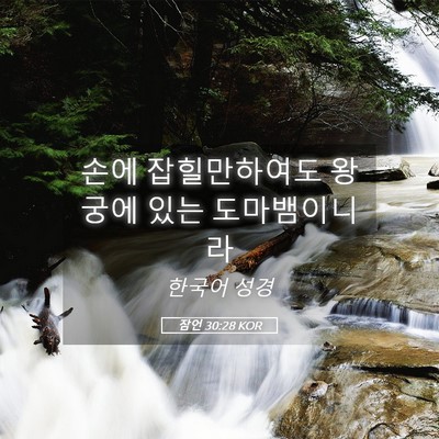 Picture 05 - 잠언 30:28 KOR - 손에 잡힐만하여도 왕궁에 있는 - Bible Verse Picture