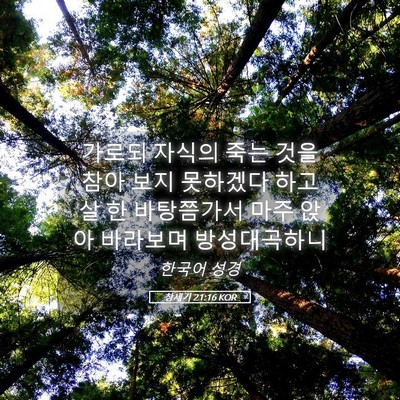 Picture 05 - 창세기 21:16 KOR - 가로되 자식의 죽는 것을 참아 보지 - Bible Verse Picture