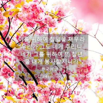 Picture 05 - 창세기 29:27 KOR - 이를 위하여 칠일을 채우라 우리가 - Bible Verse Picture