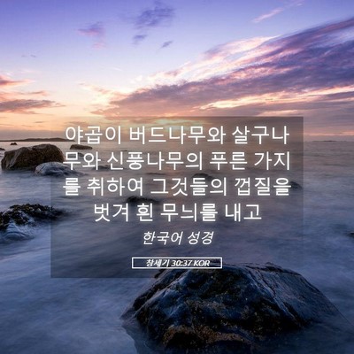 Picture 05 - 창세기 30:37 KOR - 야곱이 버드나무와 살구나무와 - Bible Verse Picture