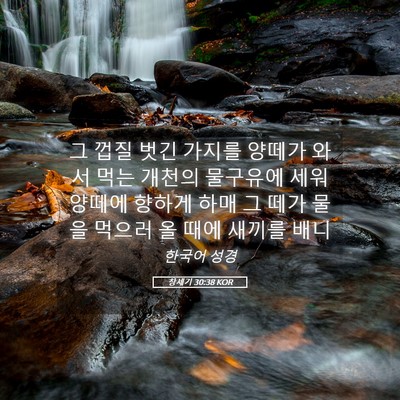 Picture 05 - 창세기 30:38 KOR - 그 껍질 벗긴 가지를 양떼가 와서 - Bible Verse Picture