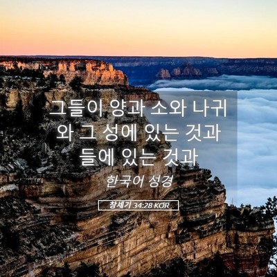 Picture 05 - 창세기 34:28 KOR - 그들이 양과 소와 나귀와 그 성에 - Bible Verse Picture