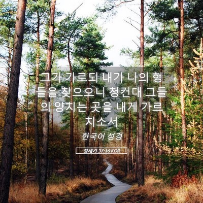 Picture 05 - 창세기 37:16 KOR - 그가 가로되 내가 나의 형들을 - Bible Verse Picture