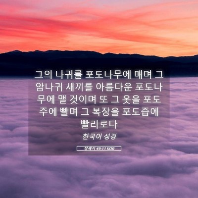 Picture 05 - 창세기 49:11 KOR - 그의 나귀를 포도나무에 매며 그 - Bible Verse Picture