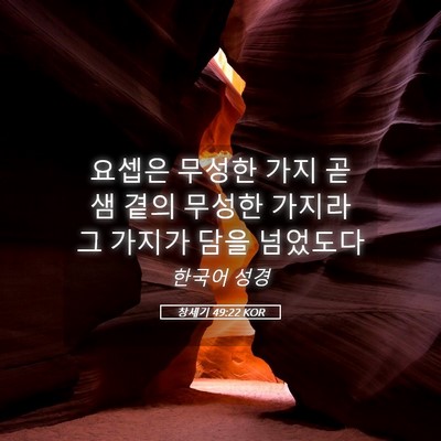 Picture 05 - 창세기 49:22 KOR - 요셉은 무성한 가지 곧 샘 곁의 - Bible Verse Picture