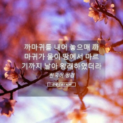 Picture 05 - 창세기 8:7 KOR - 까마귀를 내어 놓으매 까마귀가 물이 - Bible Verse Picture