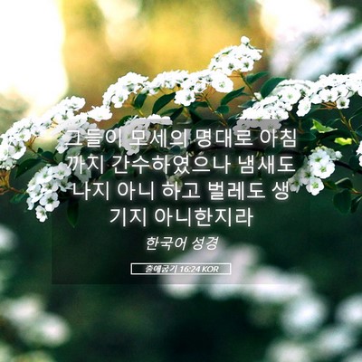 Picture 05 - 출애굽기 16:24 KOR - 그들이 모세의 명대로 아침까지 - Bible Verse Picture