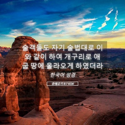 Picture 05 - 출애굽기 8:7 KOR - 술객들도 자기 술법대로 이와 같이 - Bible Verse Picture
