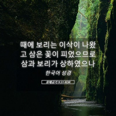 Picture 05 - 출애굽기 9:31 KOR - 때에 보리는 이삭이 나왔고 삼은 - Bible Verse Picture