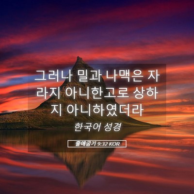 Picture 05 - 출애굽기 9:32 KOR - 그러나 밀과 나맥은 자라지 - Bible Verse Picture