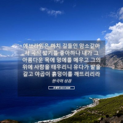 Picture 05 - 호세아 10:11 KOR - 에브라임은 마치 길들인 암소같아서 - Bible Verse Picture