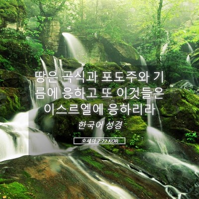 Picture 05 - 호세아 2:22 KOR - 땅은 곡식과 포도주와 기름에 응하고 - Bible Verse Picture