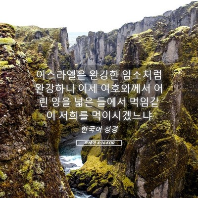 Picture 05 - 호세아 4:16 KOR - 이스라엘은 완강한 암소처럼 - Bible Verse Picture