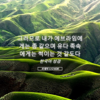 Picture 05 - 호세아 5:12 KOR - 그러므로 내가 에브라임에게는 좀 - Bible Verse Picture