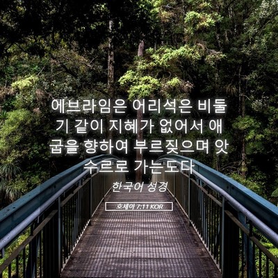 Picture 05 - 호세아 7:11 KOR - 에브라임은 어리석은 비둘기 같이 - Bible Verse Picture