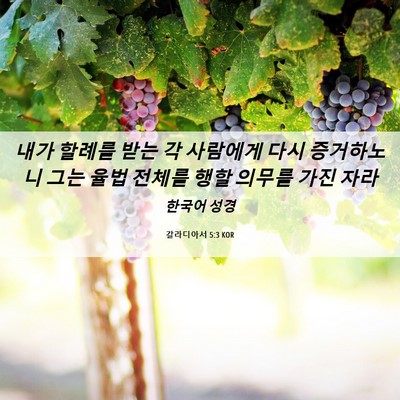 Picture 06 - 갈라디아서 5:3 KOR - 내가 할례를 받는 각 사람에게 다시 - Bible Verse Picture