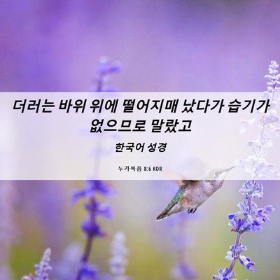 Picture 06 - 누가복음 8:6 KOR - 더러는 바위 위에 떨어지매 났다가 - Bible Verse Picture