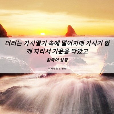 Picture 06 - 누가복음 8:7 KOR - 더러는 가시떨기 속에 떨어지매 - Bible Verse Picture