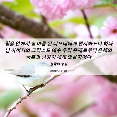 Picture 06 - 디모데전서 1:2 KOR - 믿음 안에서 참 아들 된 디모데에게 - Bible Verse Picture