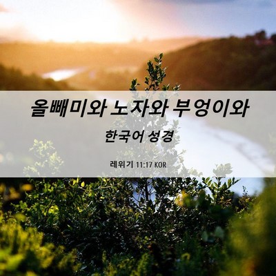 Picture 06 - 레위기 11:17 KOR - 올빼미와 노자와 - Bible Verse Picture