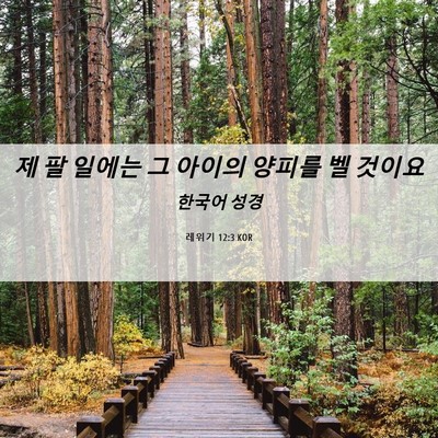 Picture 06 - 레위기 12:3 KOR - 제 팔 일에는 그 아이의 양피를 벨 - Bible Verse Picture