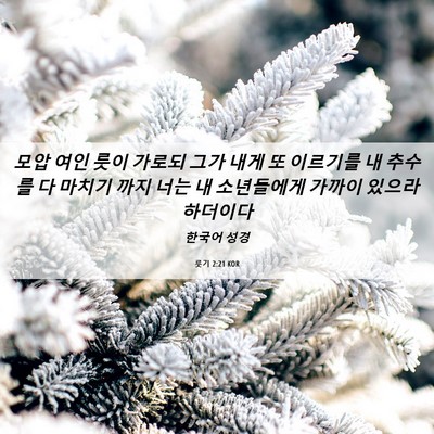 Picture 06 - 룻기 2:21 KOR - 모압 여인 룻이 가로되 그가 내게 또 - Bible Verse Picture