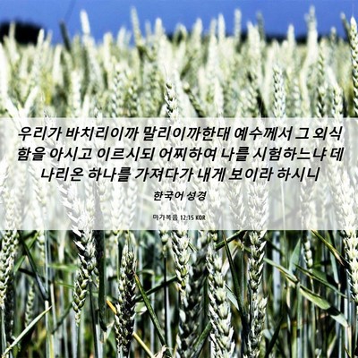 Picture 06 - 마가복음 12:15 KOR - 우리가 바치리이까 말리이까한대 - Bible Verse Picture