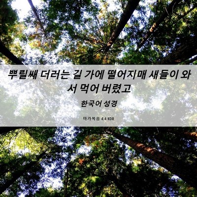 Picture 06 - 마가복음 4:4 KOR - 뿌릴쌔 더러는 길 가에 떨어지매 - Bible Verse Picture