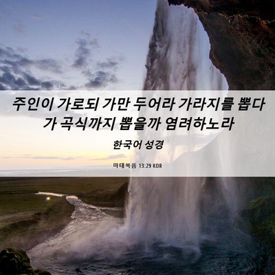 Picture 06 - 마태복음 13:29 KOR - 주인이 가로되 가만 두어라 가라지를 - Bible Verse Picture