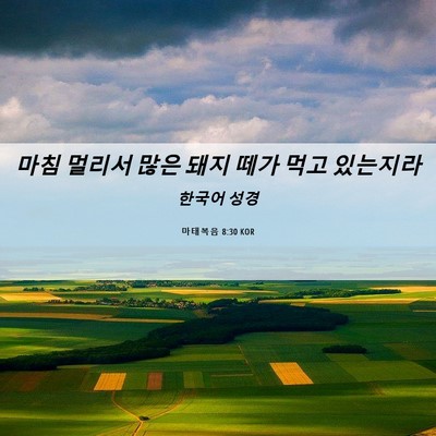 Picture 06 - 마태복음 8:30 KOR - 마침 멀리서 많은 돼지 떼가 먹고 - Bible Verse Picture