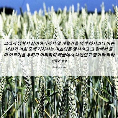 Picture 06 - 민수기 11:20 KOR - 코에서 넘쳐서 싫어하기까지 일 - Bible Verse Picture