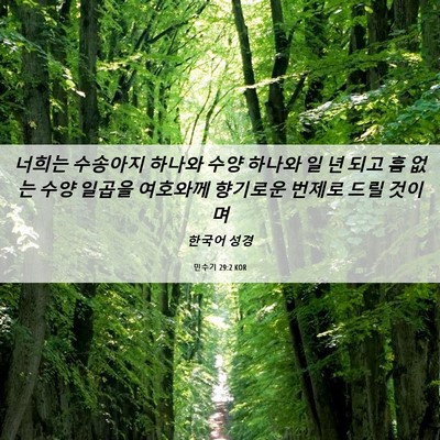 Picture 06 - 민수기 29:2 KOR - 너희는 수송아지 하나와 수양 하나와 - Bible Verse Picture