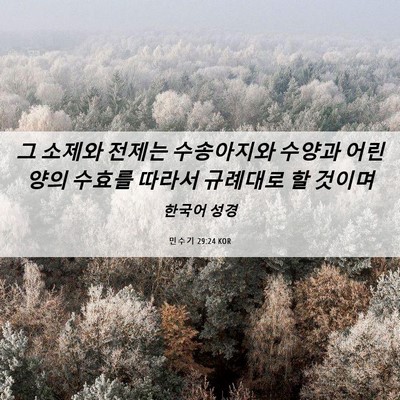 Picture 06 - 민수기 29:24 KOR - 그 소제와 전제는 수송아지와 수양과 - Bible Verse Picture