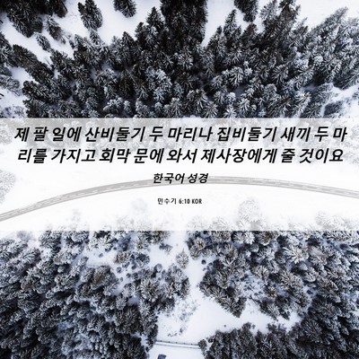 Picture 06 - 민수기 6:10 KOR - 제 팔 일에 산비둘기 두 마리나 - Bible Verse Picture