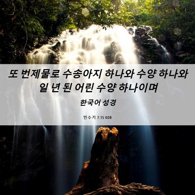 Picture 06 - 민수기 7:15 KOR - 또 번제물로 수송아지 하나와 수양 - Bible Verse Picture