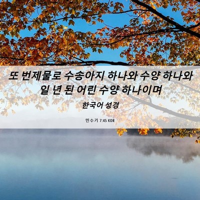 Picture 06 - 민수기 7:45 KOR - 또 번제물로 수송아지 하나와 수양 - Bible Verse Picture