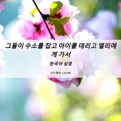 Picture 06 - 사무엘상 1:25 KOR - 그들이 수소를 잡고 아이를 데리고 - Bible Verse Picture